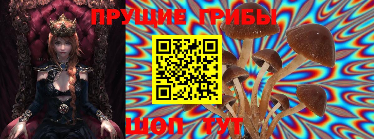 Шали  Галлюциногенные грибы Psilocybine cubensis  хочу наркоту  Вход с VPN 